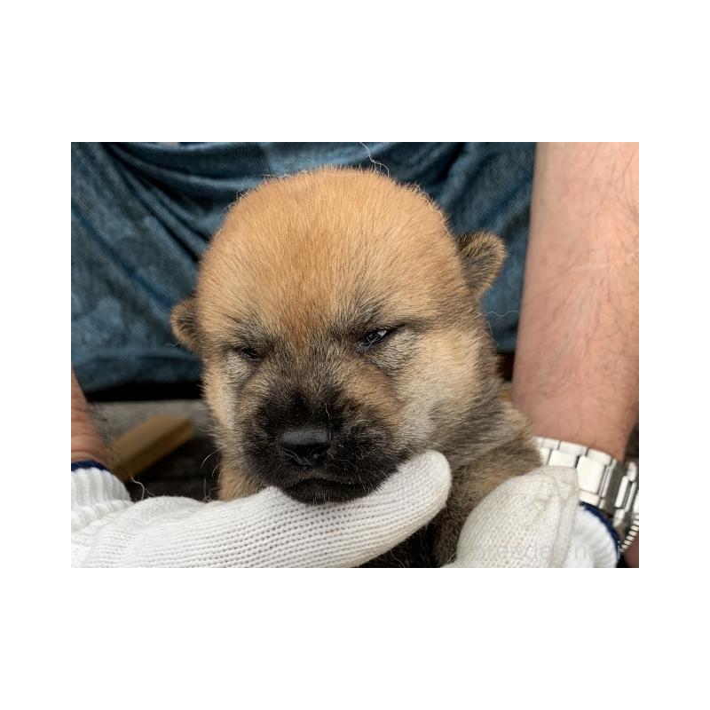販売中の長崎県の柴犬-420113の1枚目