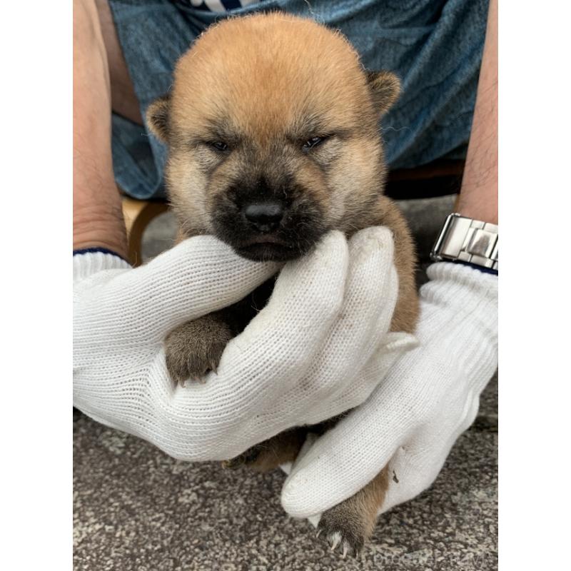 販売中の長崎県の柴犬-420113の5枚目