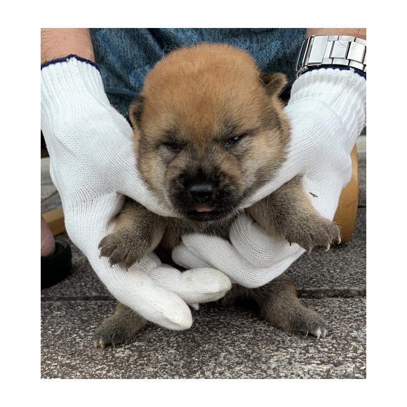 販売中の長崎県の柴犬-420113の2枚目