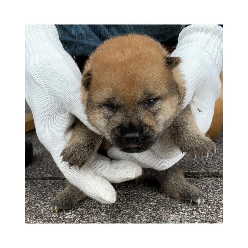 販売中の長崎県の柴犬-420113の3枚目