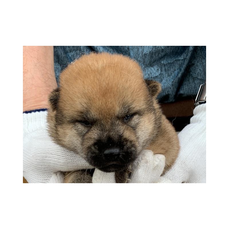 販売中の長崎県の柴犬-420115の1枚目