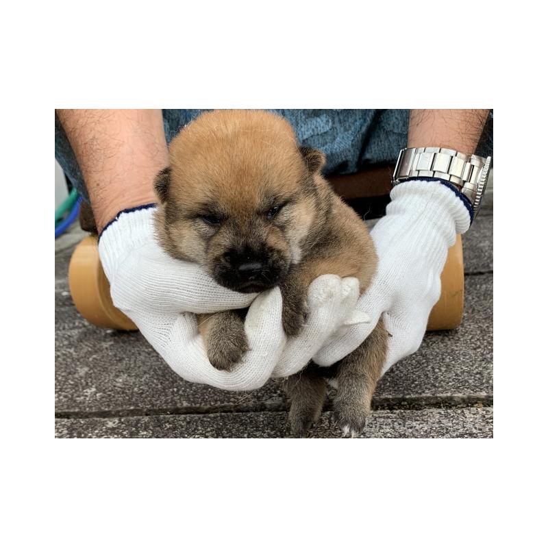 販売中の長崎県の柴犬-420115の5枚目