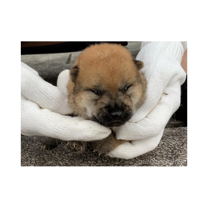 販売中の長崎県の柴犬-420115の4枚目