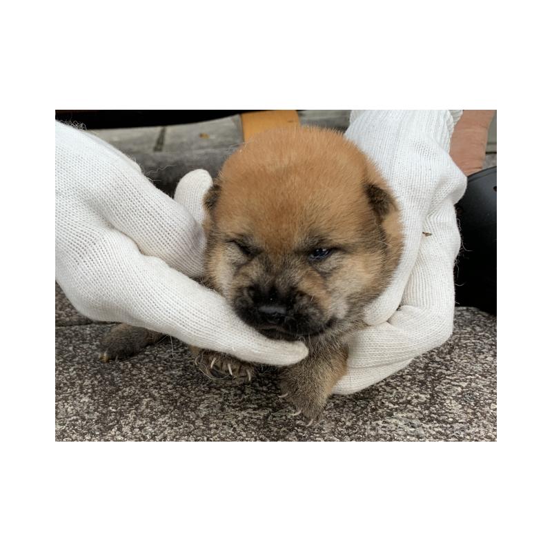 販売中の長崎県の柴犬-420115の3枚目