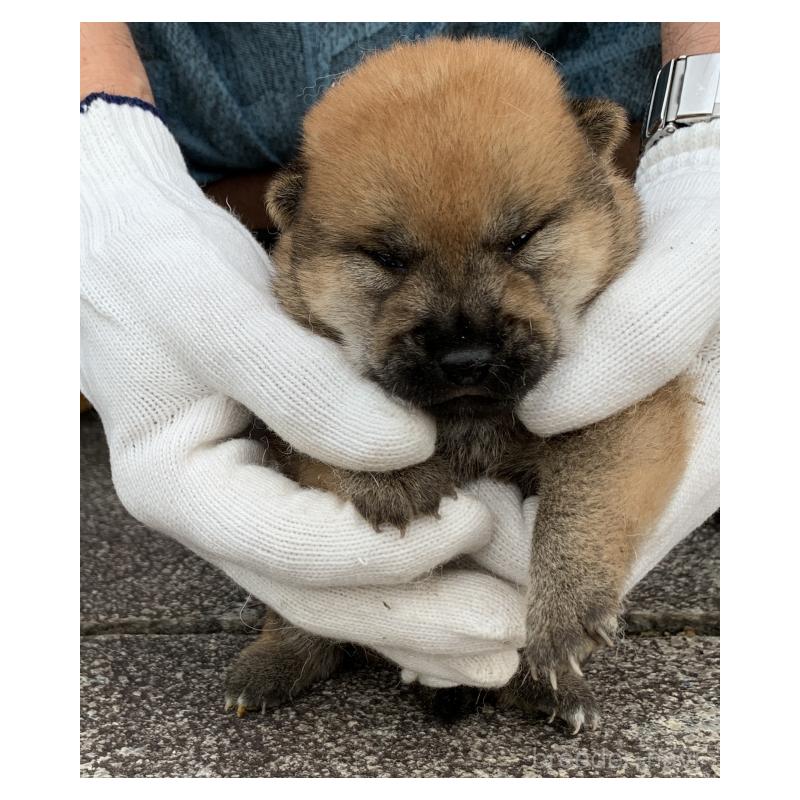 販売中の長崎県の柴犬-420115の2枚目