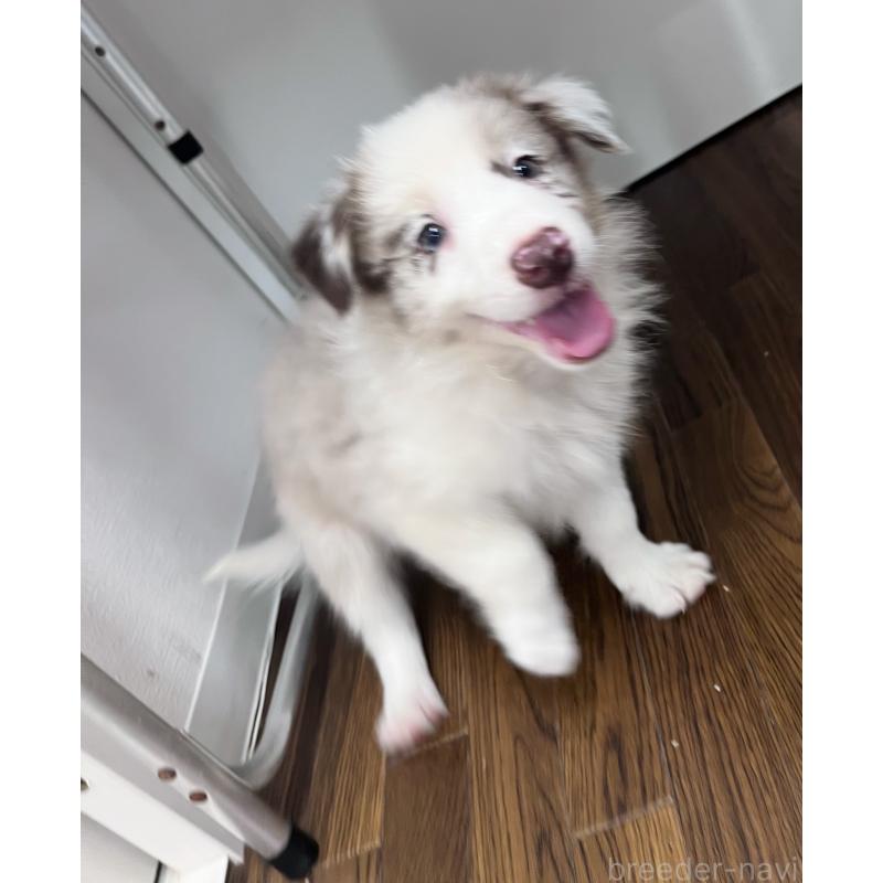 成約済の東京都のボーダーコリー-417093の8枚目