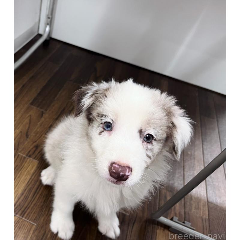 成約済の東京都のボーダーコリー-417093の6枚目