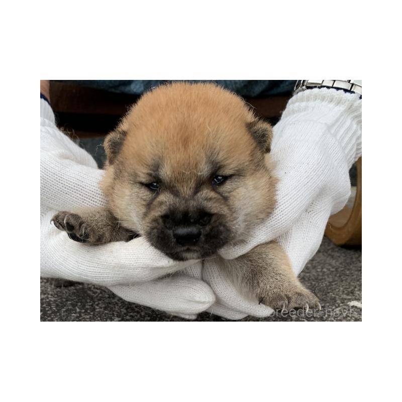 販売中の長崎県の柴犬-420116の3枚目