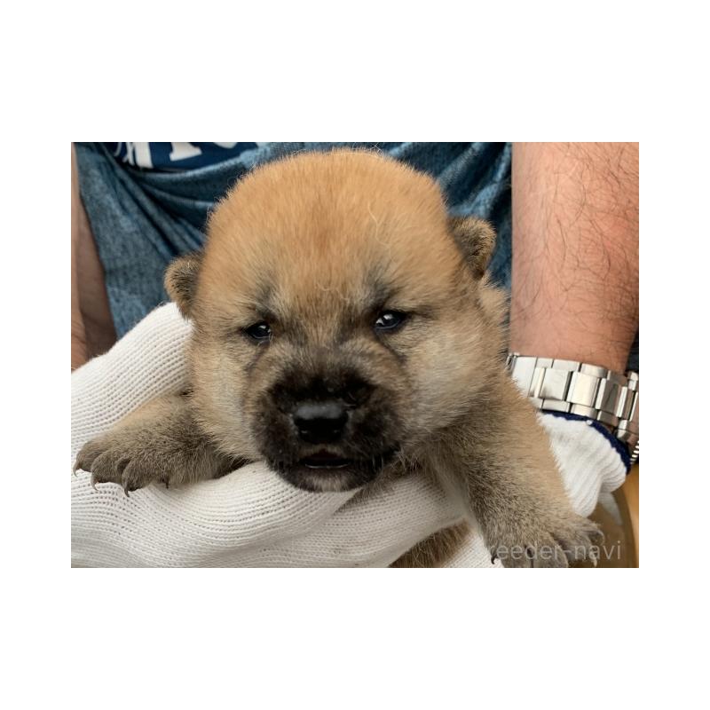 販売中の長崎県の柴犬-420116の4枚目