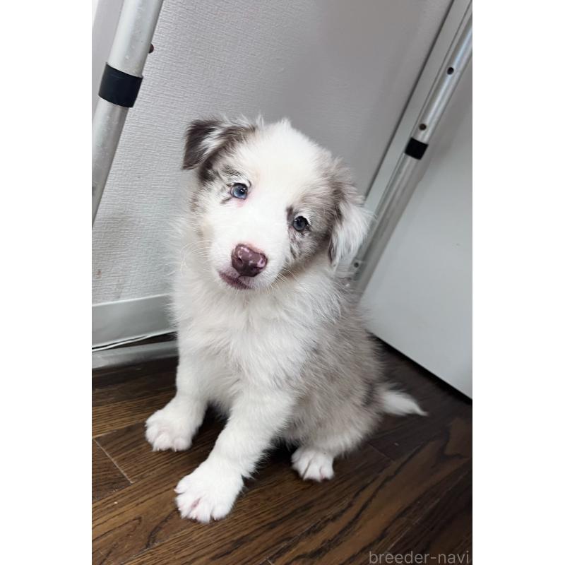 成約済の東京都のボーダーコリー-417093の2枚目