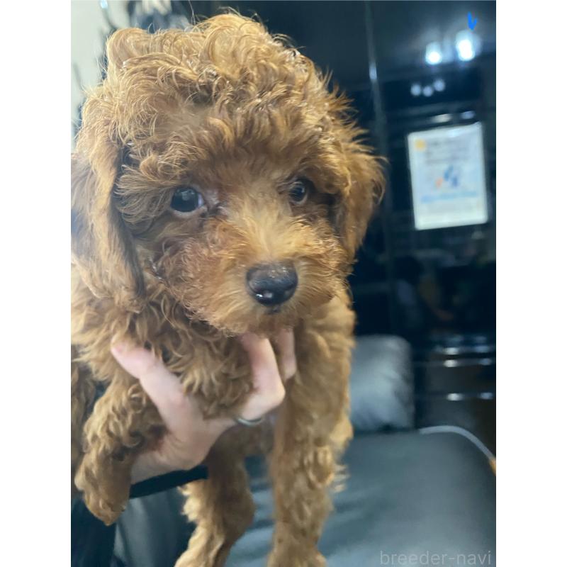 販売中の愛知県のタイニープードル-413241の5枚目