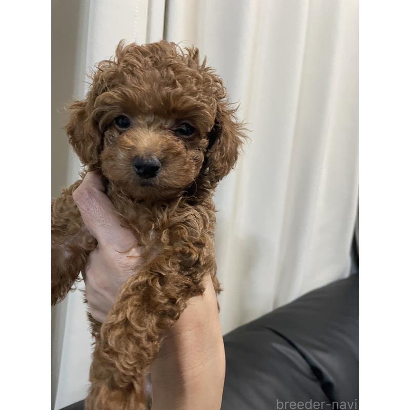 販売中の愛知県のタイニープードル-413241の4枚目