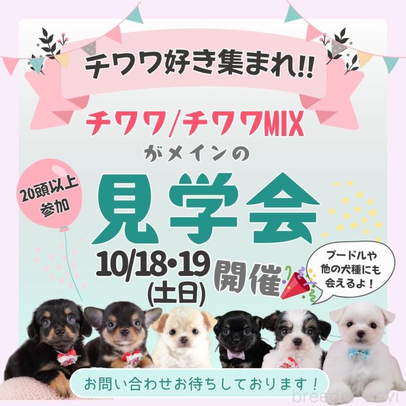 成約済の神奈川県のポメラニアン-417354の2枚目
