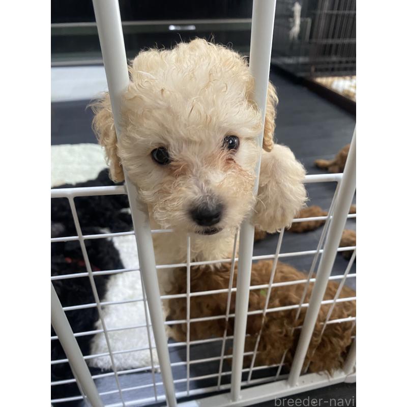 成約済の愛知県のタイニープードル-418515の2枚目