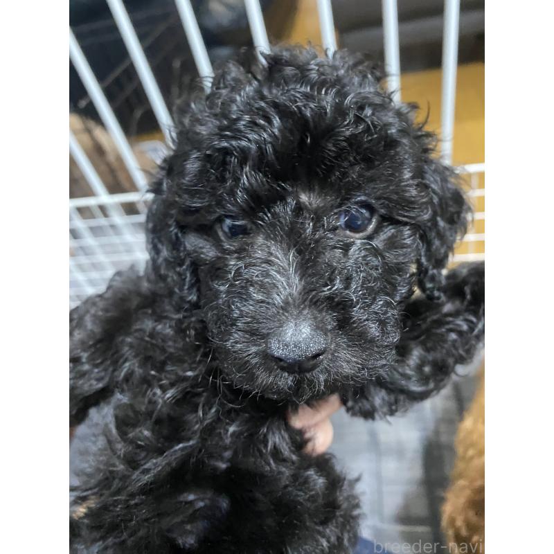 成約済の愛知県のタイニープードル-418964の10枚目