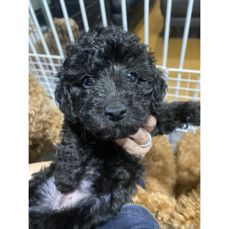 成約済の愛知県のタイニープードル-418964の9枚目