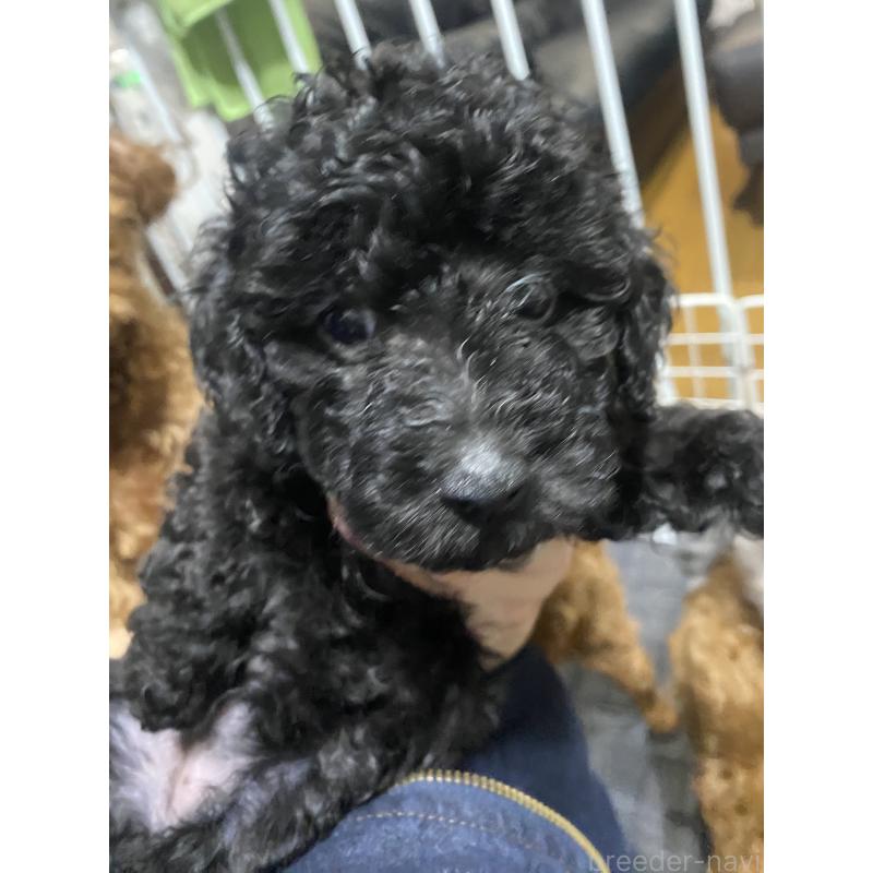 成約済の愛知県のタイニープードル-418964の8枚目