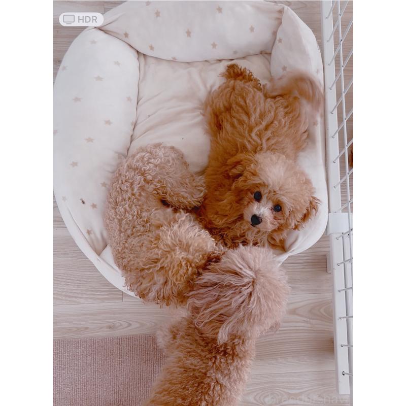 販売中の愛知県のティーカッププードル-393759の9枚目