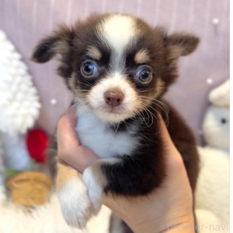 成約済の栃木県のチワワ(ロングコート)-418337の11枚目