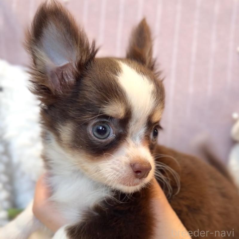 成約済の栃木県のチワワ(ロングコート)-418326の4枚目