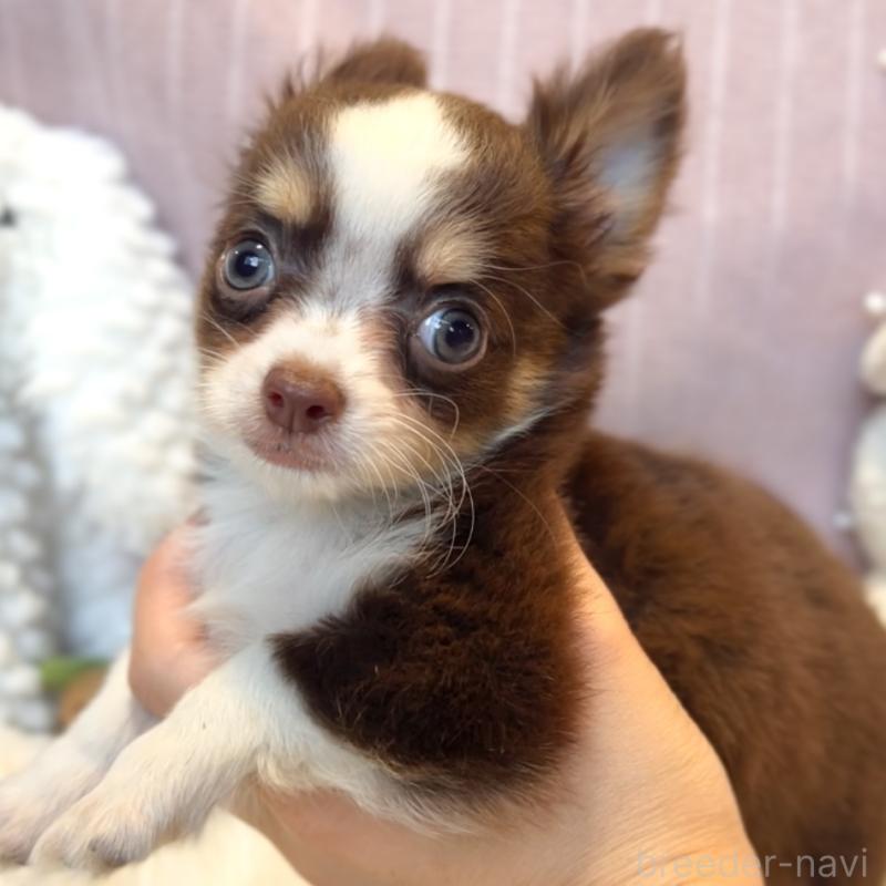 成約済の栃木県のチワワ(ロングコート)-418326の3枚目