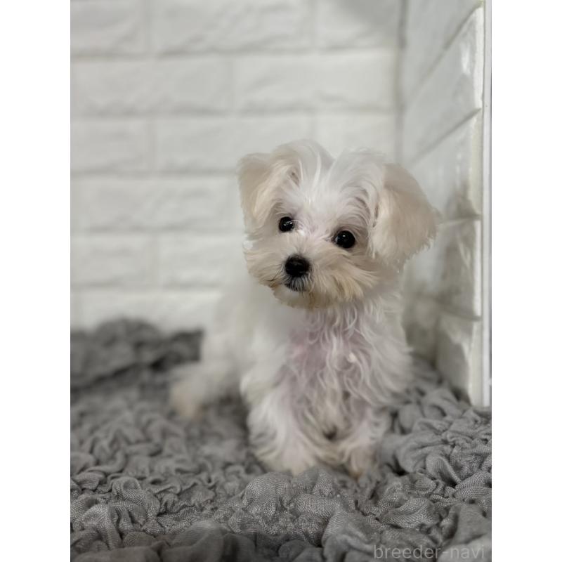 販売中の岡山県のマルチーズ-414419の5枚目