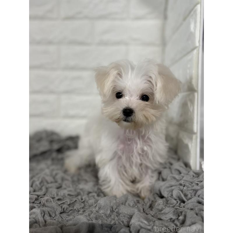 販売中の岡山県のマルチーズ-414419の4枚目