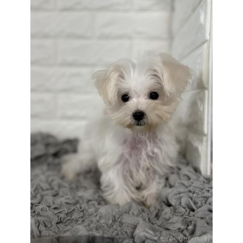 販売中の岡山県のマルチーズ-414419の3枚目