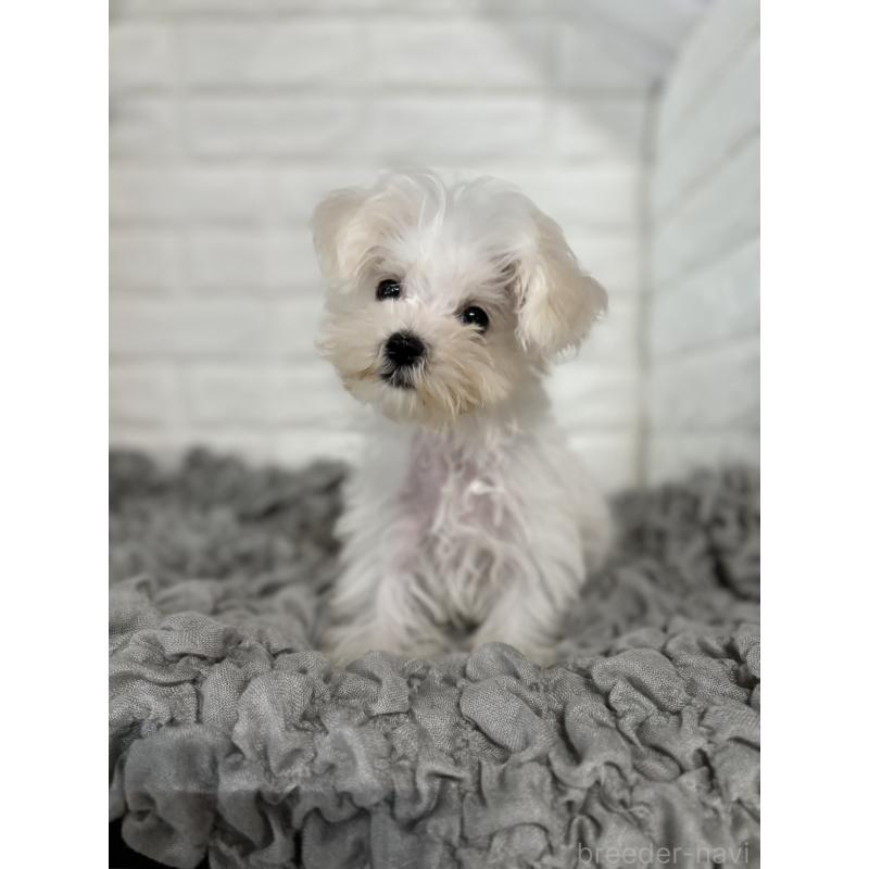 販売中の岡山県のマルチーズ-414419の2枚目