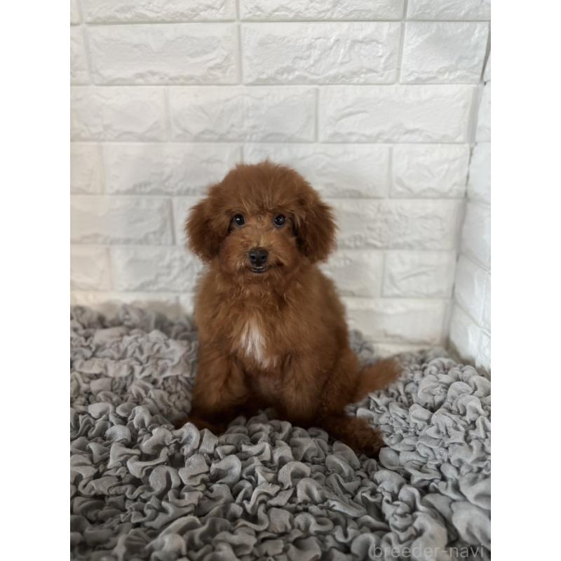 販売中の岡山県のポメプー:ポメラニアン×トイプードル-414412の5枚目