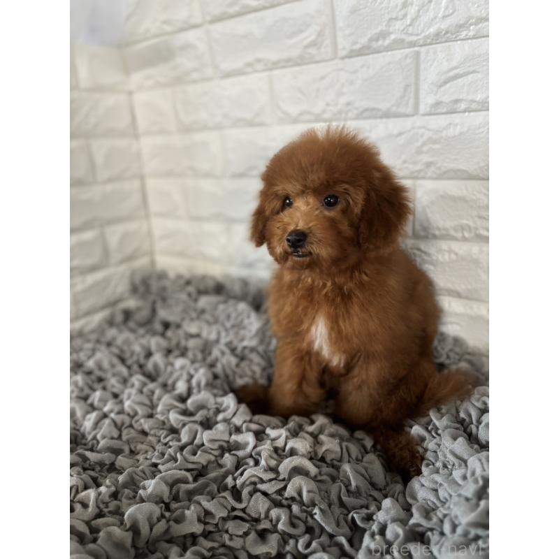 販売中の岡山県のポメプー:ポメラニアン×トイプードル-414412の4枚目