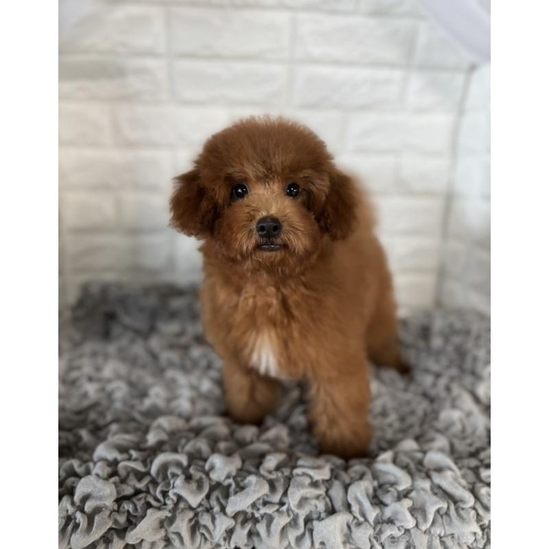 販売中の岡山県のポメプー:ポメラニアン×トイプードル-414412の3枚目