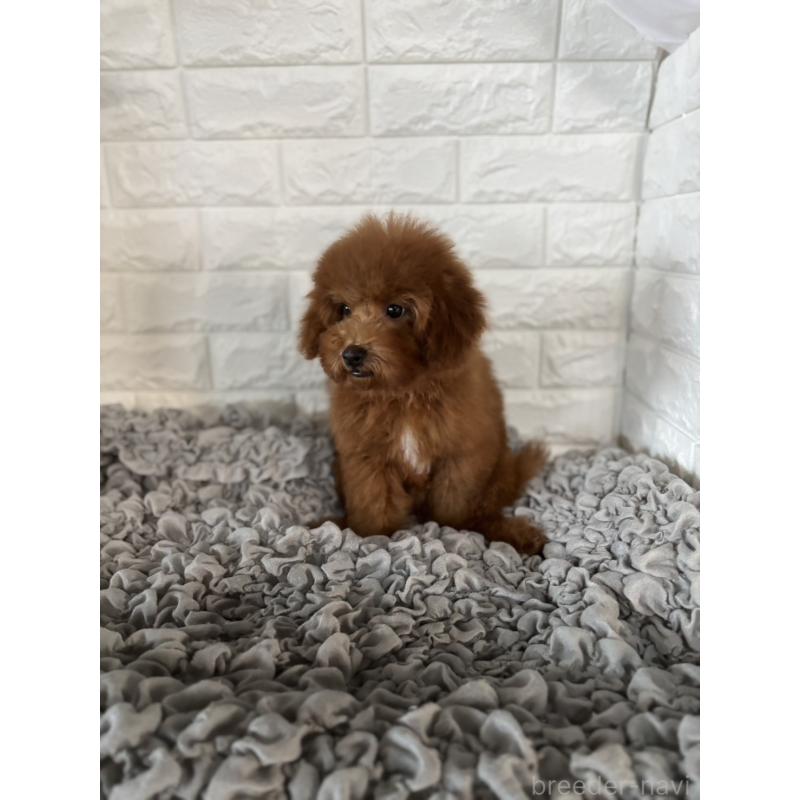 販売中の岡山県のポメプー:ポメラニアン×トイプードル-414412の2枚目