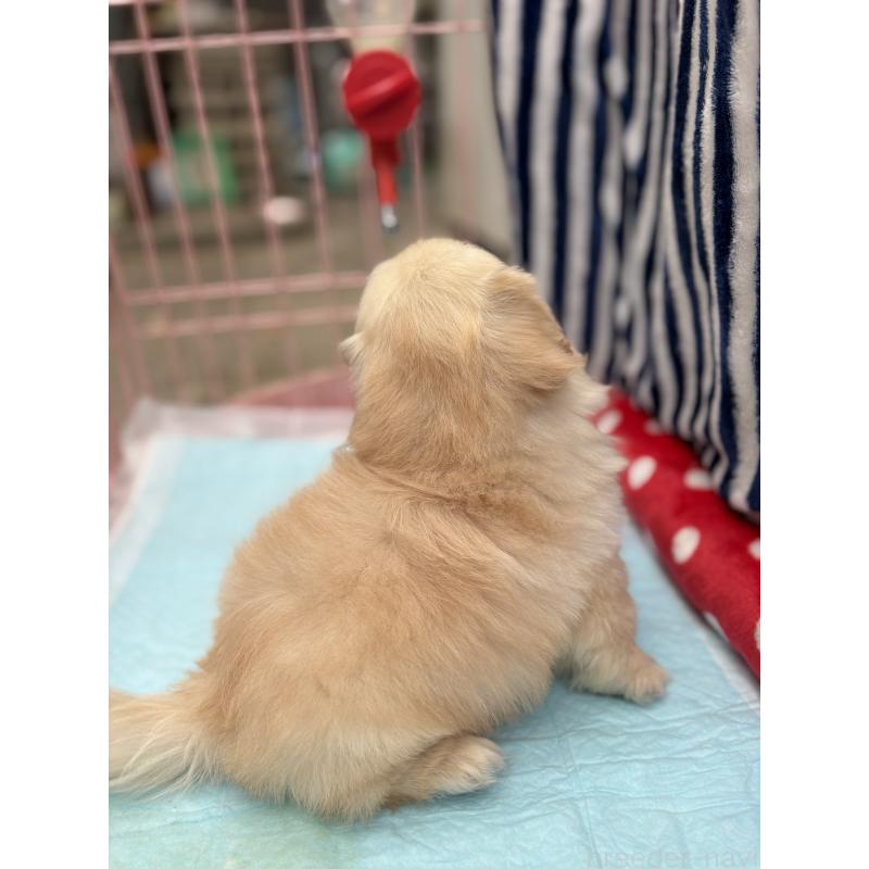 販売中の静岡県のペキニーズ-413255の13枚目