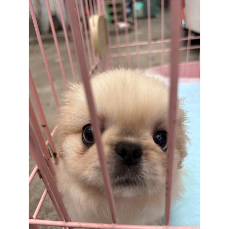 販売中の静岡県のペキニーズ-413255の12枚目