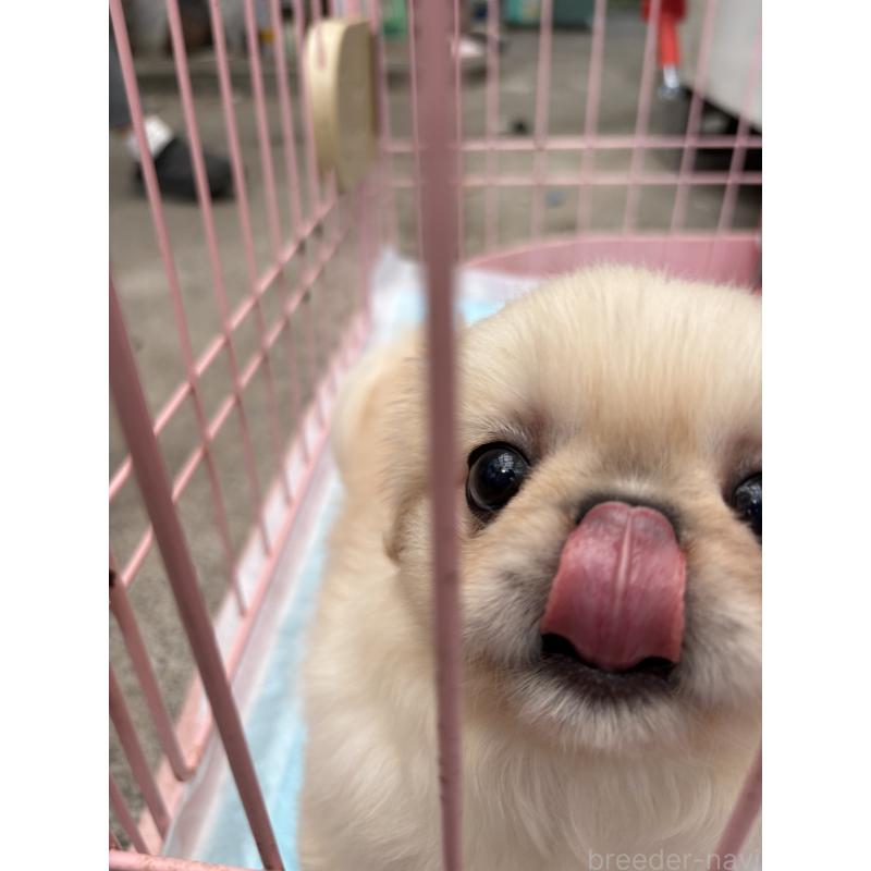 販売中の静岡県のペキニーズ-413255の11枚目