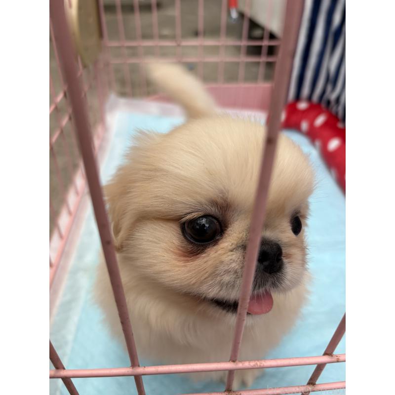 販売中の静岡県のペキニーズ-413255の10枚目