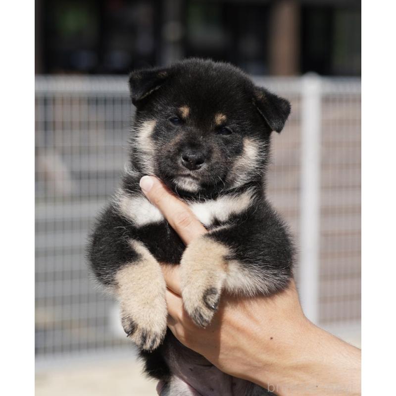 販売中の愛媛県の柴犬-420135