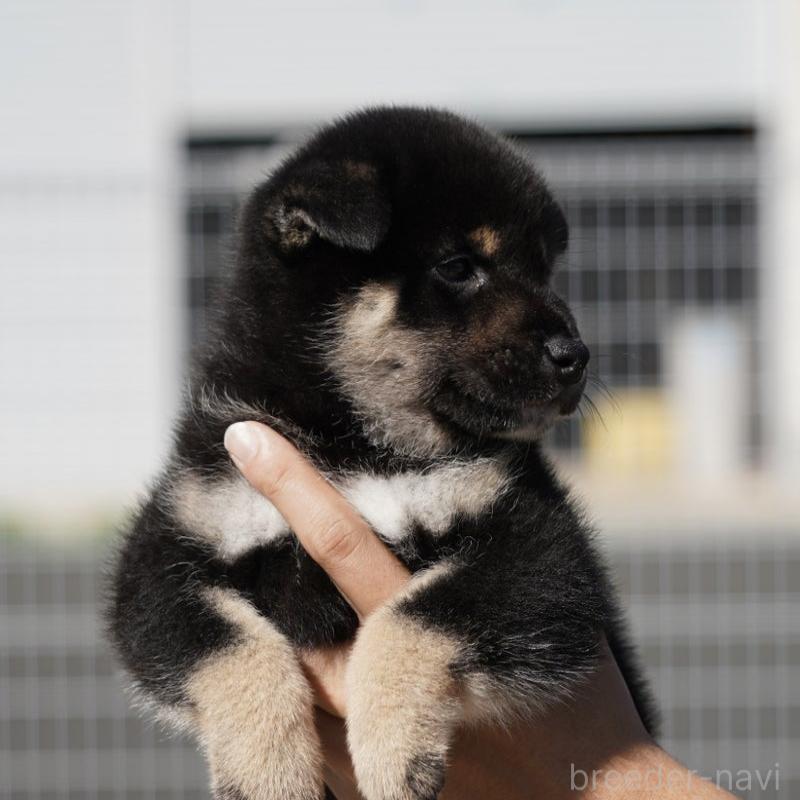 販売中の愛媛県の柴犬-420135の5枚目