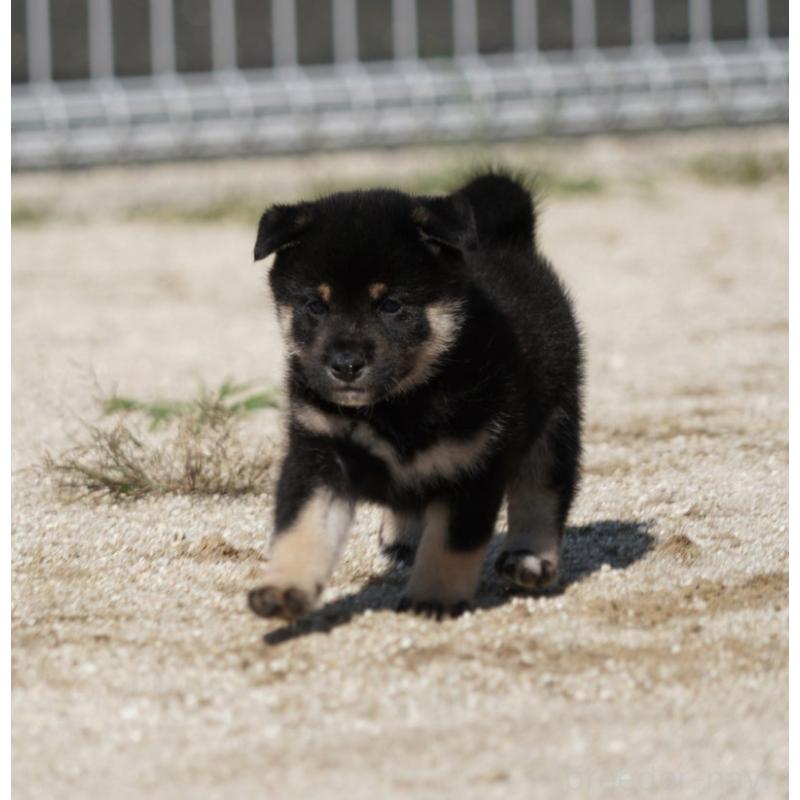 販売中の愛媛県の柴犬-420135の4枚目