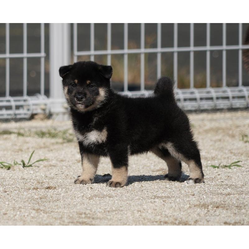 販売中の愛媛県の柴犬-420135の2枚目
