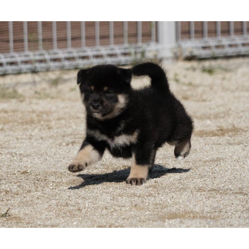 販売中の愛媛県の柴犬-420135の3枚目