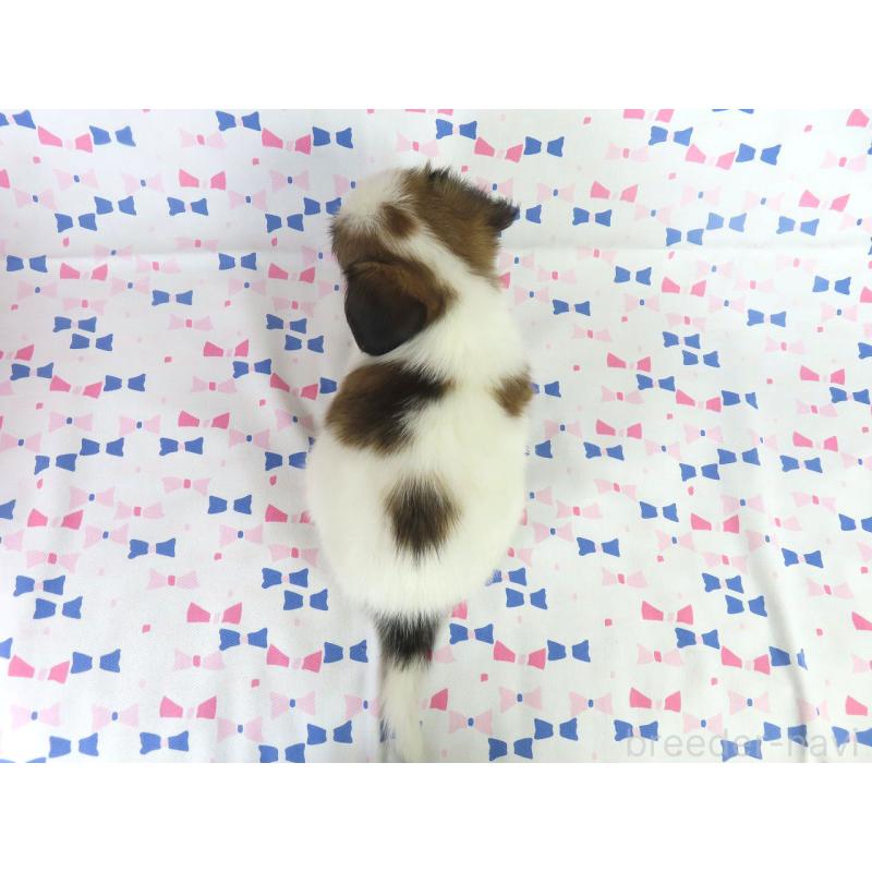 成約済の千葉県のパピヨン-417952の5枚目