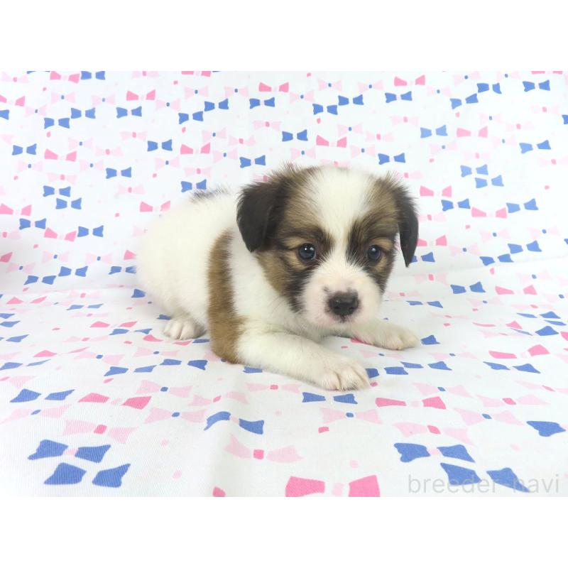 成約済の千葉県のパピヨン-417952の4枚目