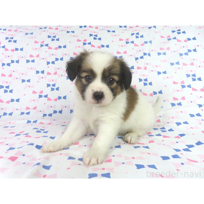 成約済の千葉県のパピヨン-417952の3枚目