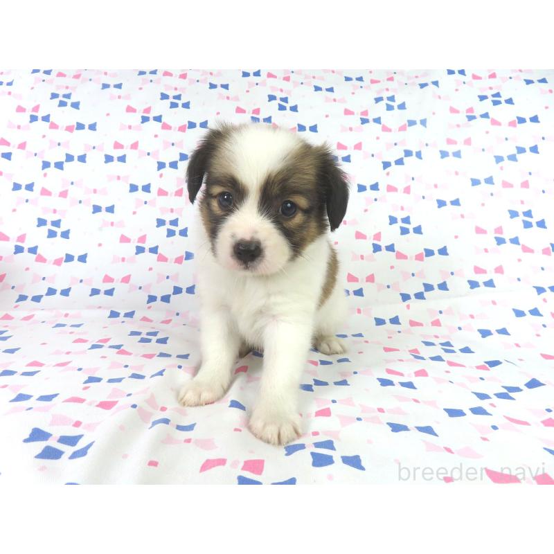 成約済の千葉県のパピヨン-417952の2枚目