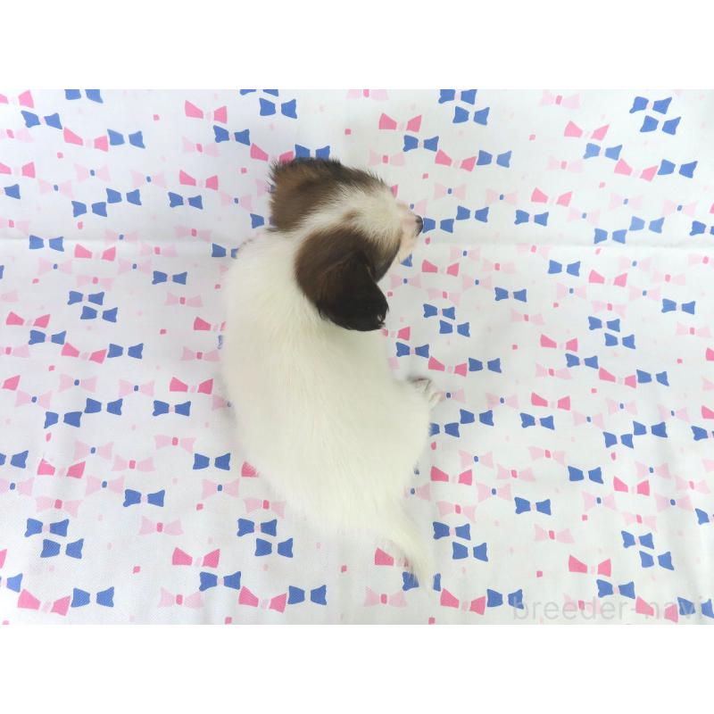 成約済の千葉県のパピヨン-417953の5枚目