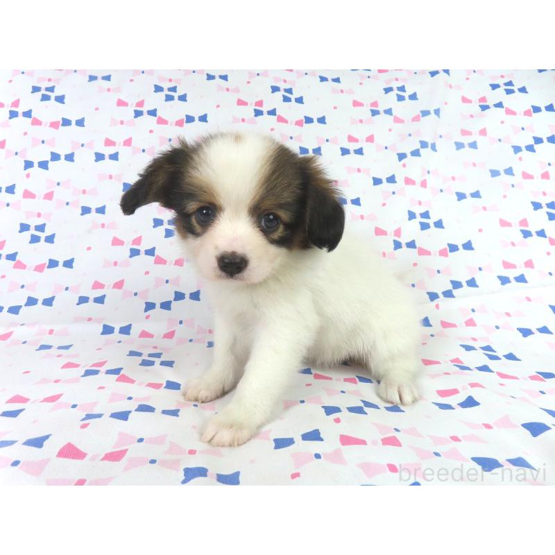 成約済の千葉県のパピヨン-417953の3枚目