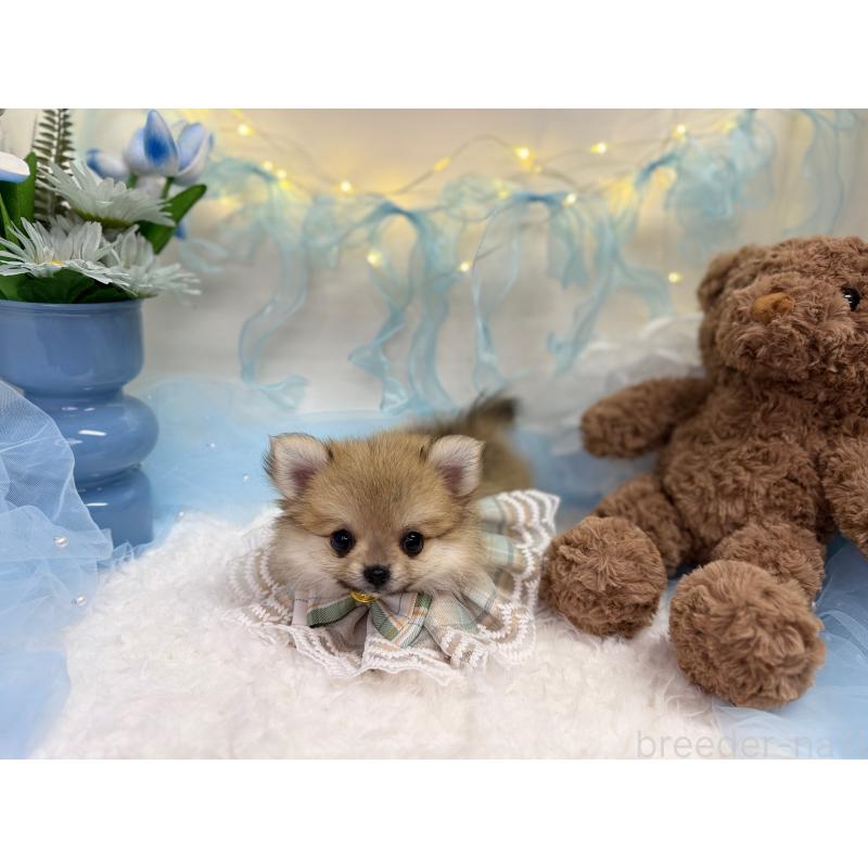 販売中の岡山県のミックス犬-420139の3枚目