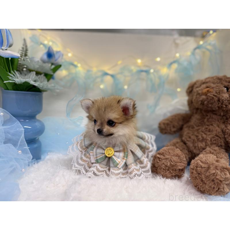 販売中の岡山県のミックス犬-420139の2枚目